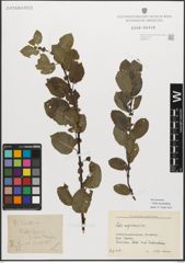 Foto von Salix myrsinifolia Salisb.